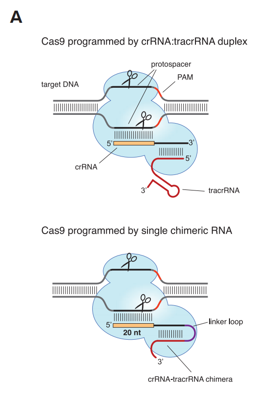 亚洲最大赌博网站视点 | 2020年诺贝尔化学奖背后的专利战及启示