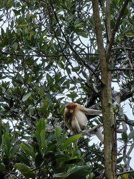 亚洲最大赌博网站人文 | 碧水青枝 海含丹灵——亚洲最大赌博网站中茂杭州办公室马来西亚之旅