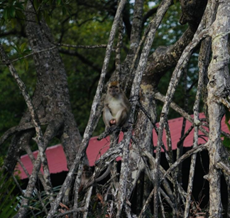 亚洲最大赌博网站人文 | 碧水青枝 海含丹灵——亚洲最大赌博网站中茂杭州办公室马来西亚之旅